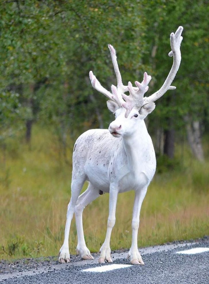 Fehér rénszarvas, Malå, Svédország